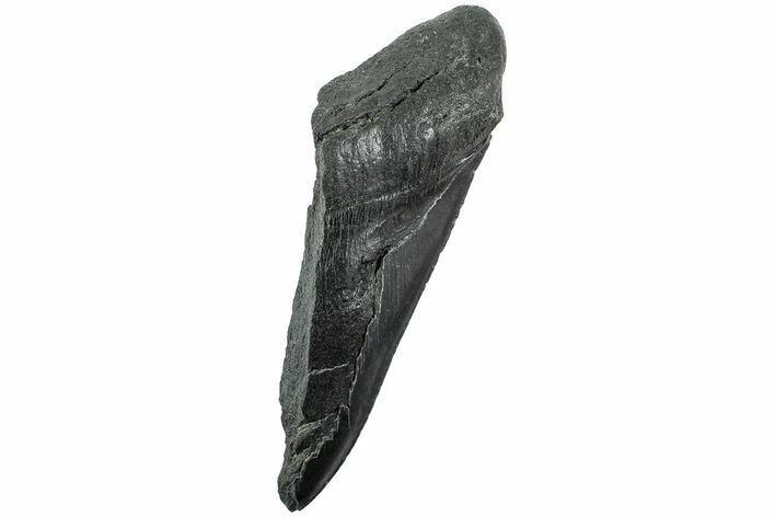 Partial, Fossil Megalodon Tooth - South Carolina #235929